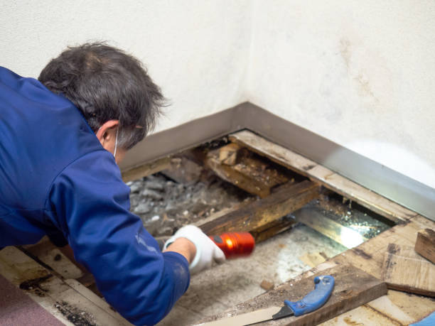 Best Certified Mold Removal  in Atlantic City, NJ