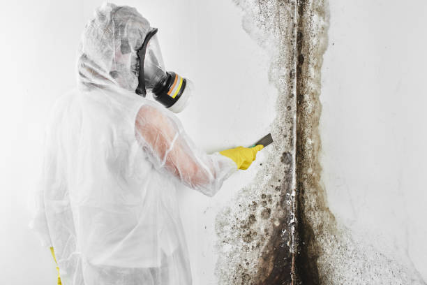 Best Emergency Mold Removal  in Atlantic City, NJ