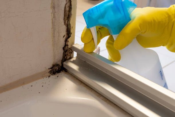 Best Home Mold Removal  in Atlantic City, NJ