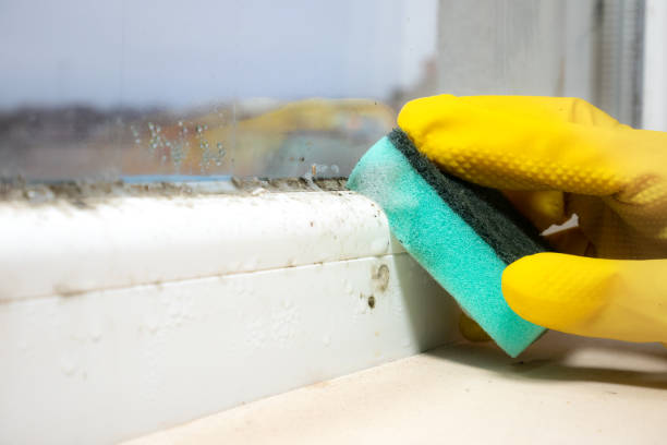 Best Residential Mold Removal  in Atlantic City, NJ