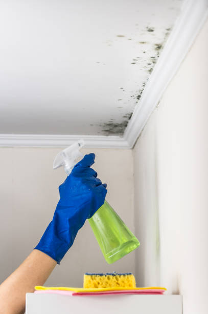 Best Mold Removal Company Near Me  in Atlantic City, NJ